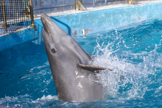 京都水族館