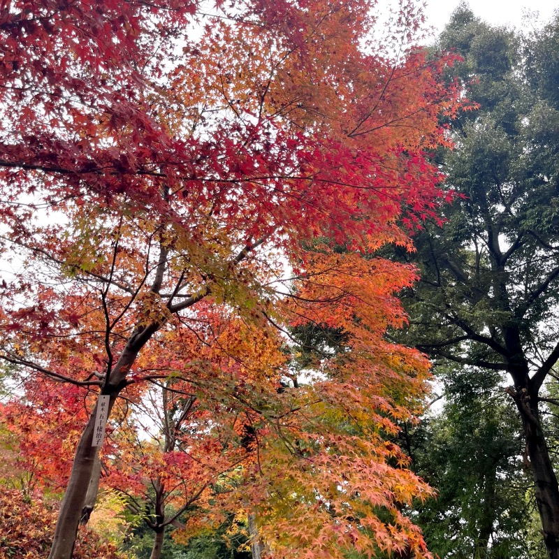 京都長岡天満宮 紅葉