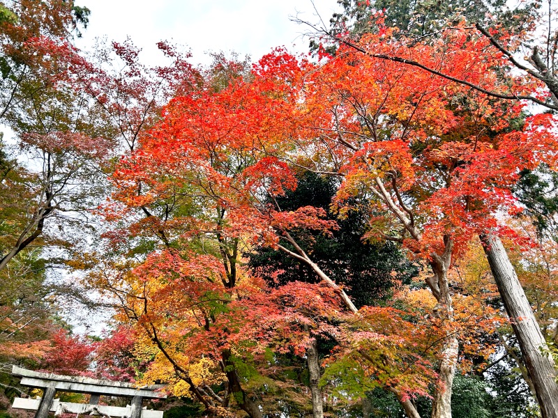 大原野神社 紅葉 2023