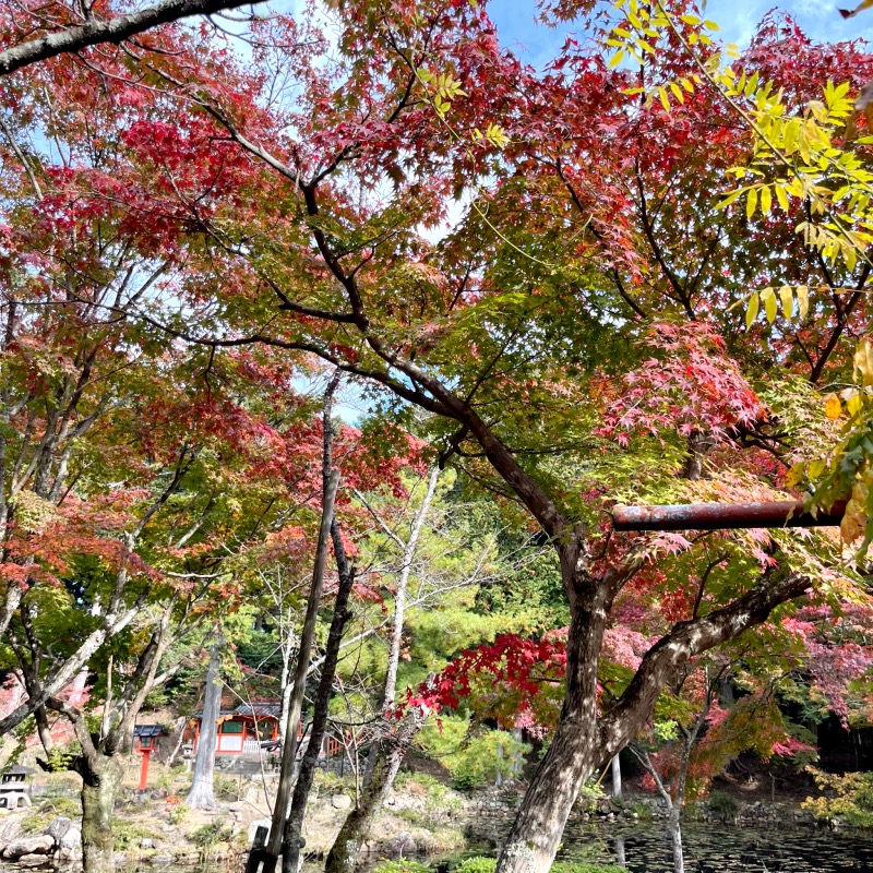 大原野神社 紅葉 2023