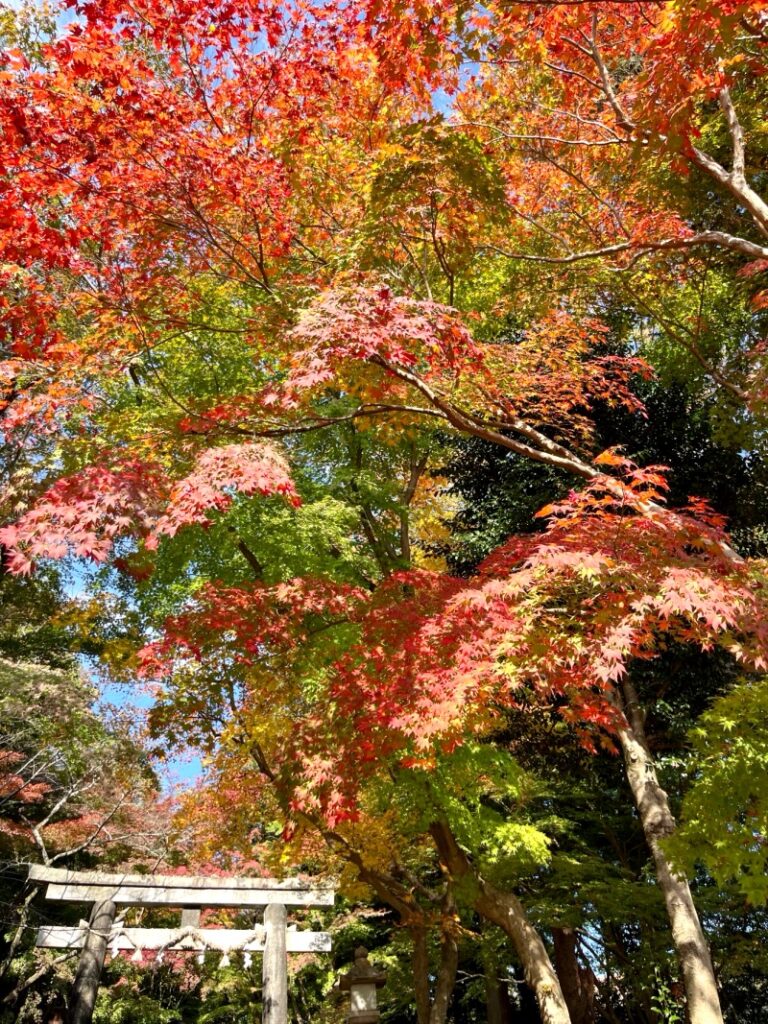 大原野神社 紅葉 2023